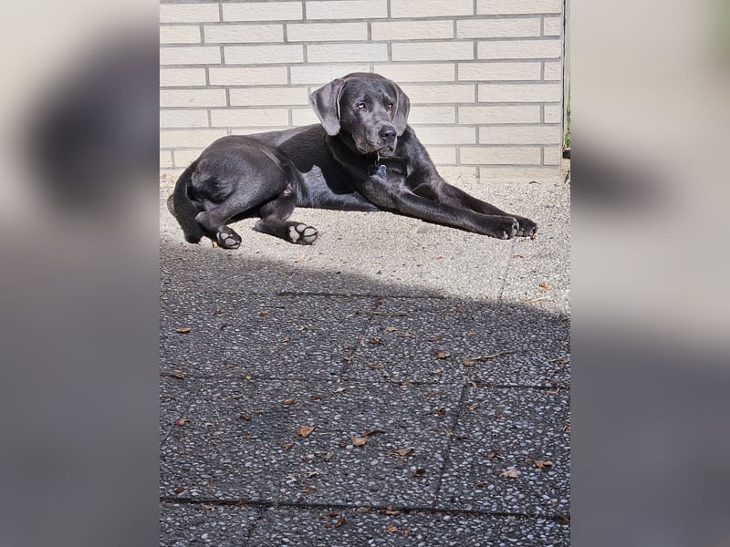 Labrador Retriever - Deckrüden nicht zur verkaufen