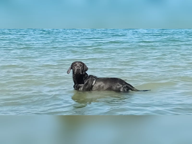 Labrador Retriever - Deckrüden nicht zur verkaufen