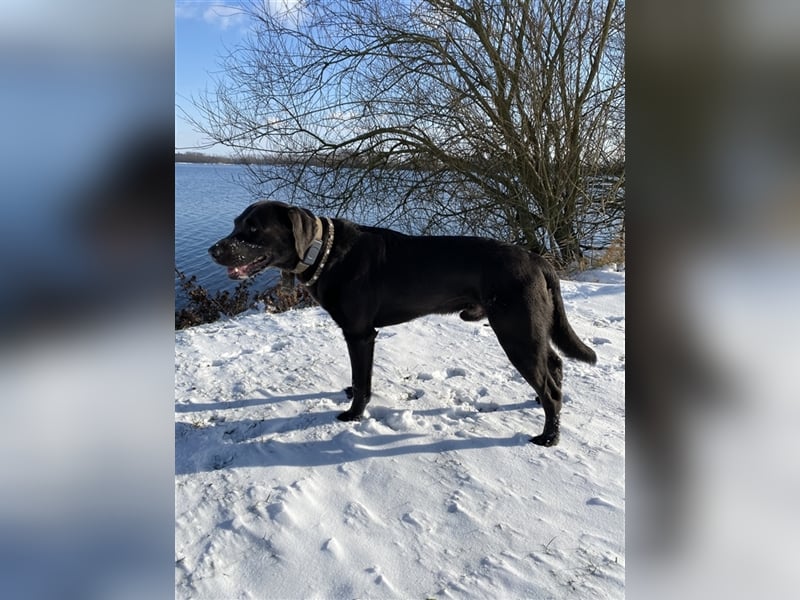 Labrador Deckrüde charcoal (kein Verkauf)