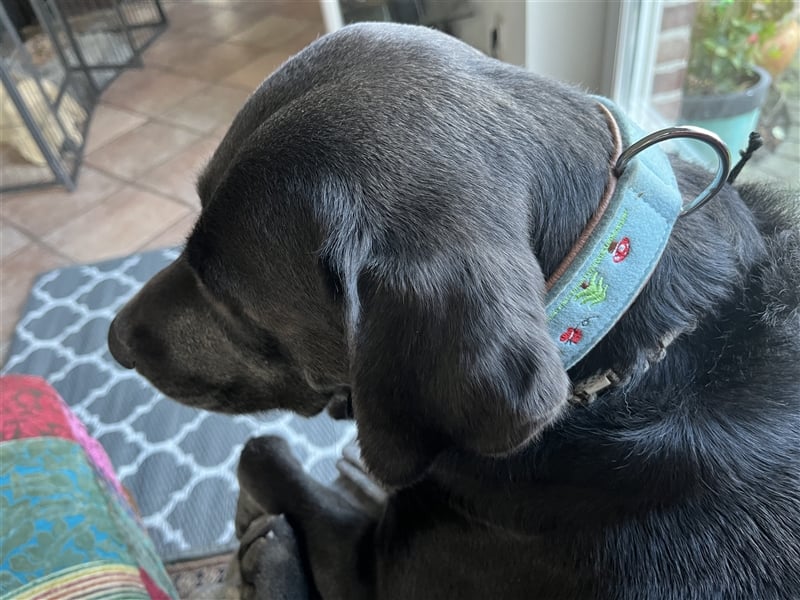 Labrador Deckrüde charcoal (kein Verkauf)