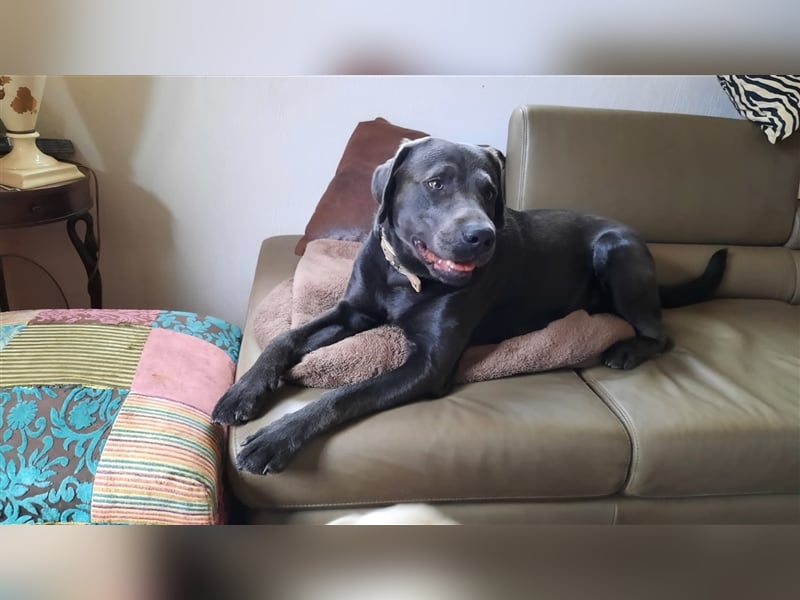 Labrador Deckrüde charcoal (kein Verkauf)