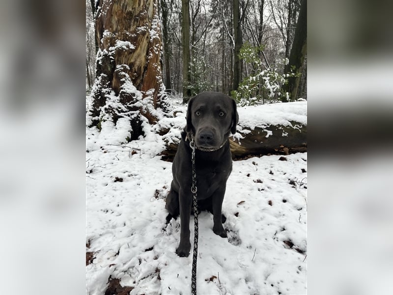 Labrador Deckrüde charcoal (kein Verkauf)