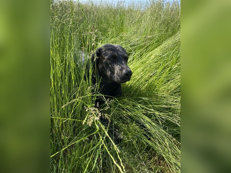 Labrador Deckrüde charcoal (kein Verkauf)