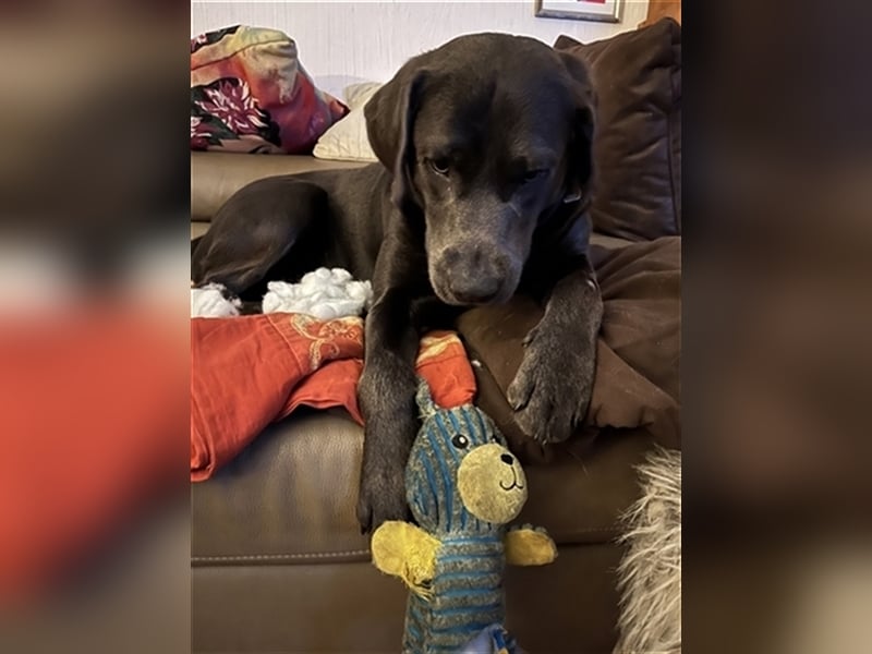 Labrador Deckrüde charcoal (kein Verkauf)