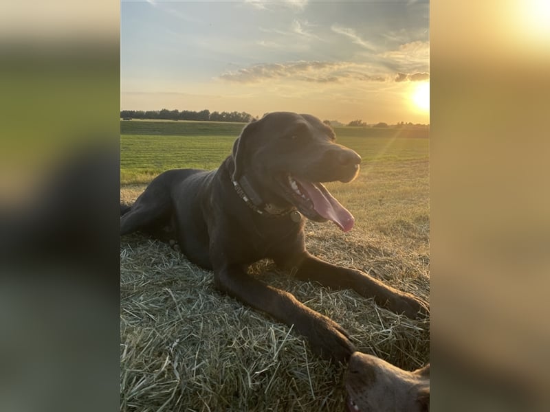 Labrador Deckrüde charcoal (kein Verkauf)