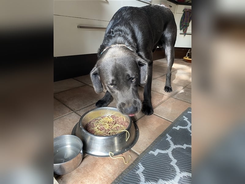 Labrador Deckrüde charcoal (kein Verkauf)