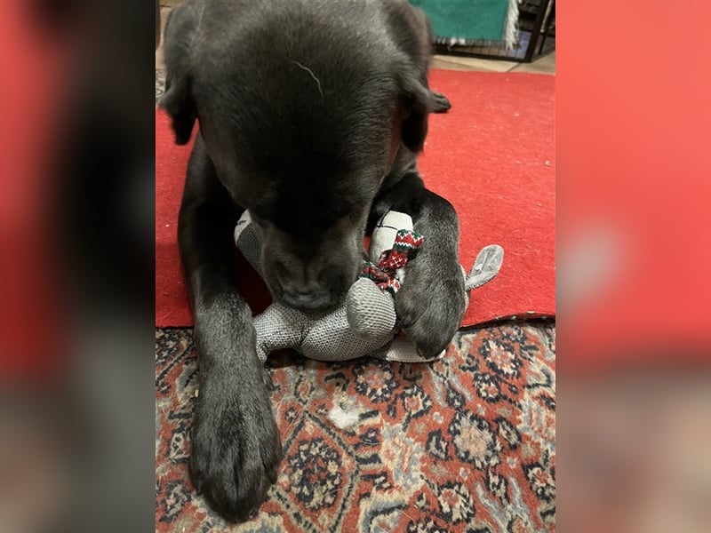 Labrador Deckrüde charcoal (kein Verkauf)