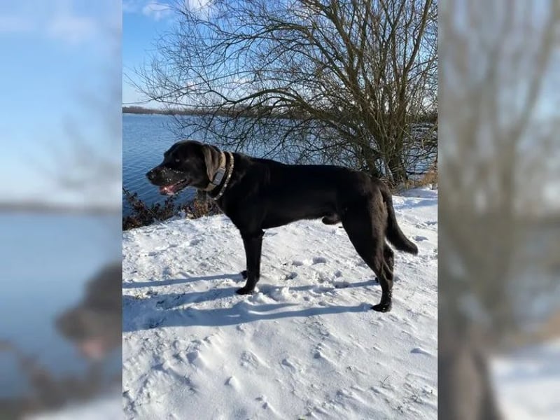Labrador Deckrüde charcoal
