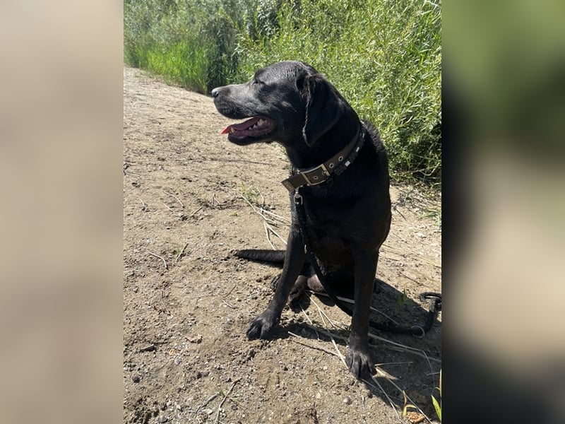 Labrador Deckrüde charcoal (kein Verkauf)