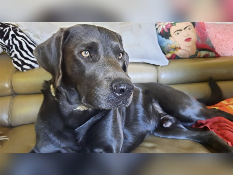 Labrador Deckrüde charcoal (kein Verkauf)