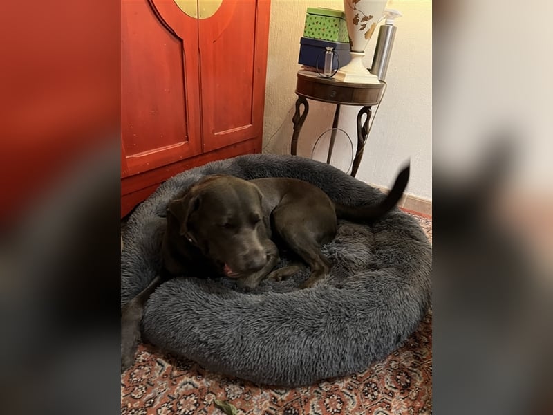 Labrador Deckrüde charcoal (kein Verkauf)