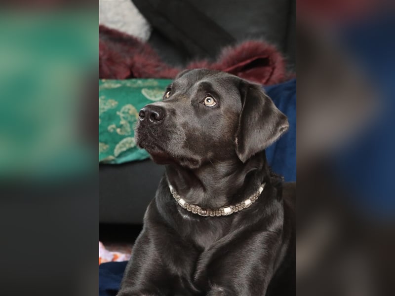 Labrador Deckrüde charcoal (kein Verkauf)
