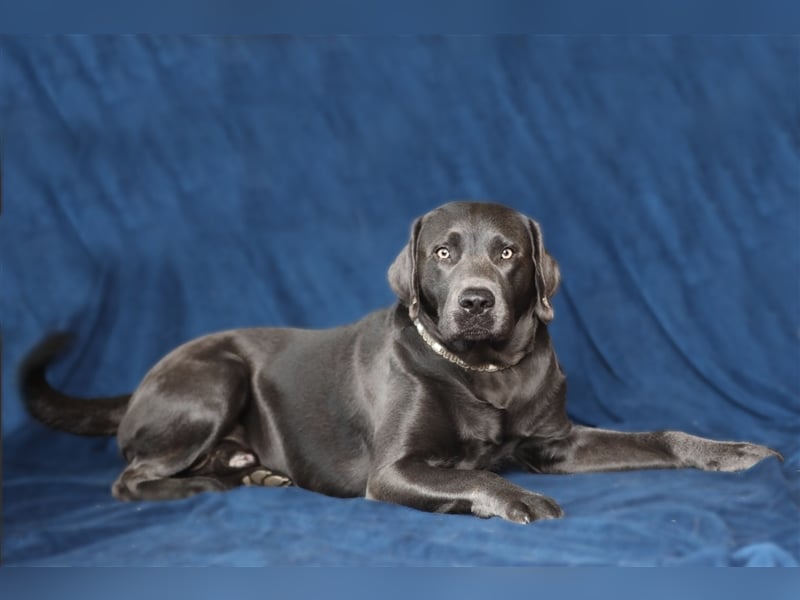 Labrador Deckrüde charcoal (kein Verkauf)