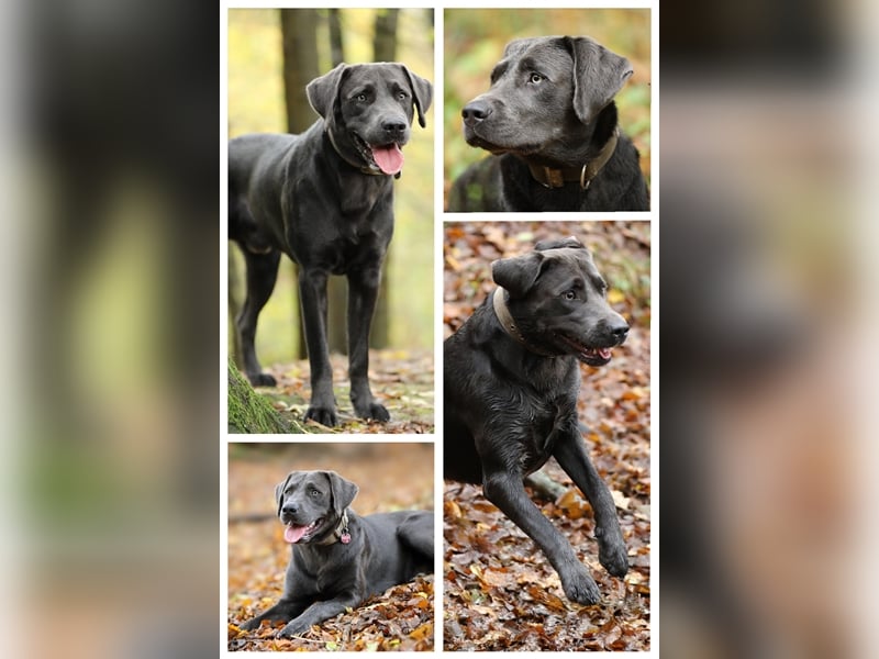 Labrador Deckrüde charcoal (kein Verkauf)
