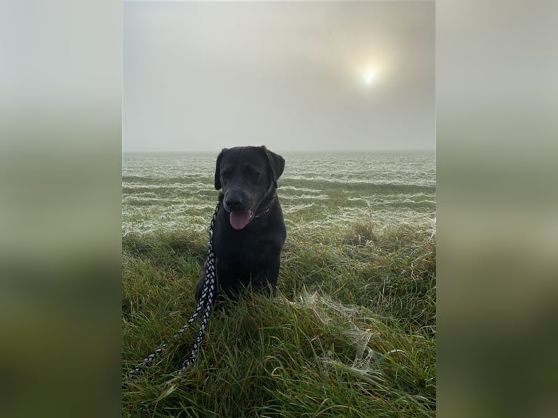 Labrador Deckrüde charcoal (kein Verkauf)