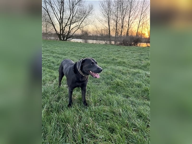 Labrador Deckrüde charcoal (kein Verkauf)