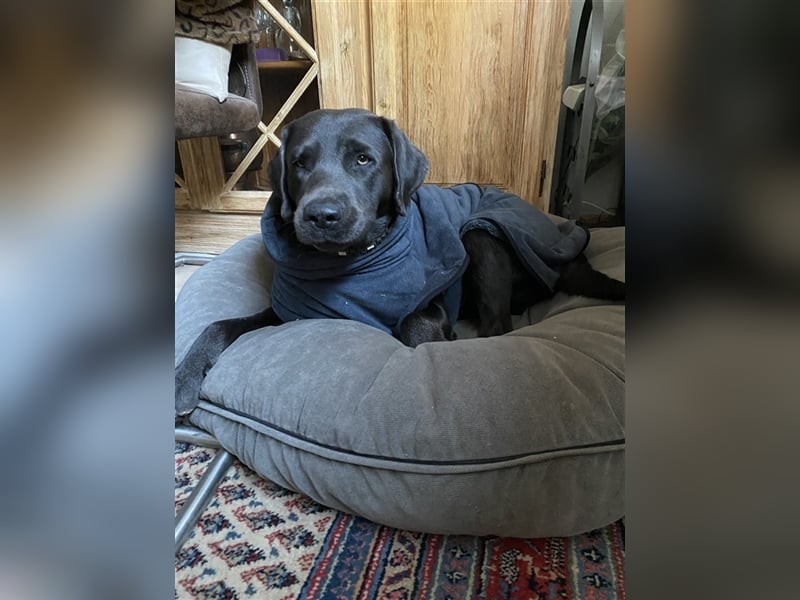 Labrador Deckrüde charcoal (kein Verkauf)