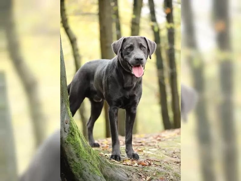 Labrador Deckrüde charcoal