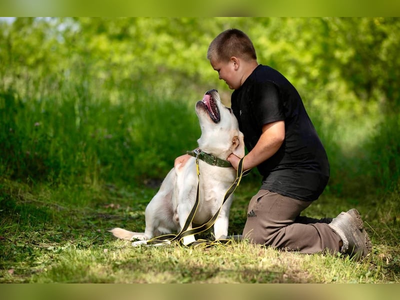 Labrador Bern sucht ein Zuhause