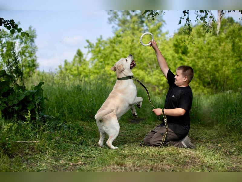 Labrador Bern sucht ein Zuhause
