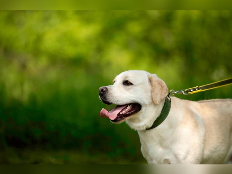 Labrador Bern sucht ein Zuhause