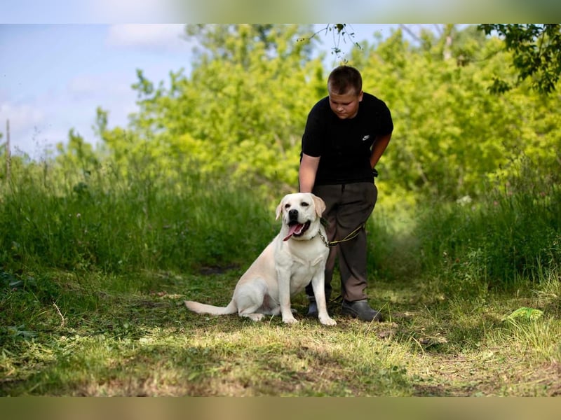 Labrador Bern sucht ein Zuhause