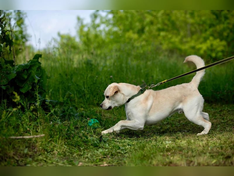 Labrador Bern sucht ein Zuhause