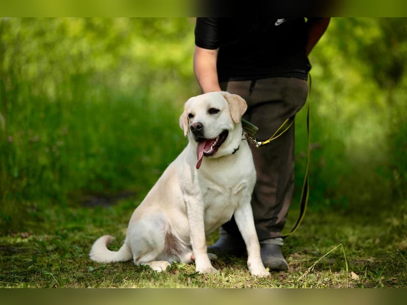 Labrador Bern sucht ein Zuhause