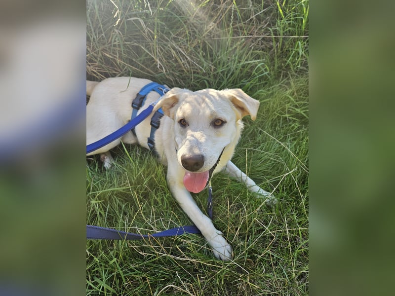 Victory: toller Familienhund