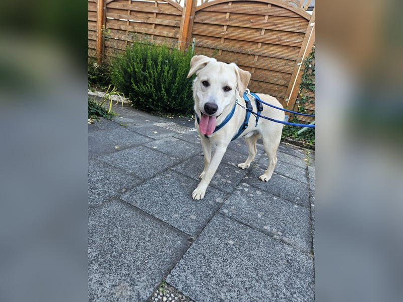Victory: toller Familienhund
