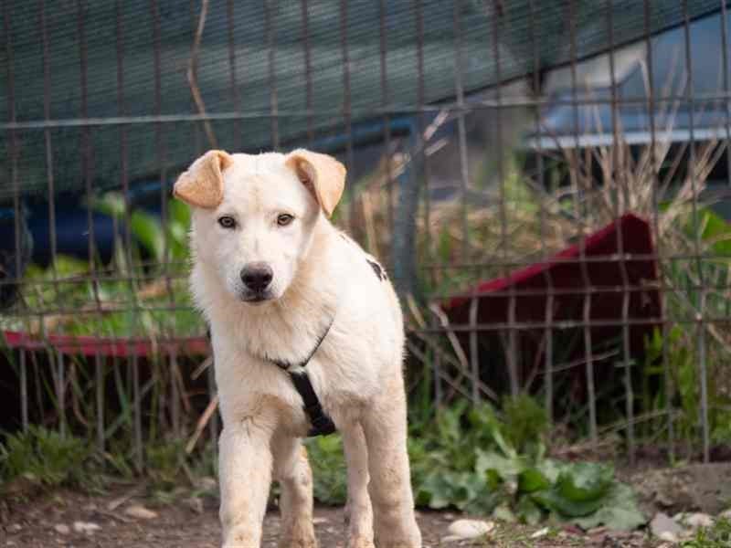 Hoshi – will seine Jugend nicht im Tierheim absitzen