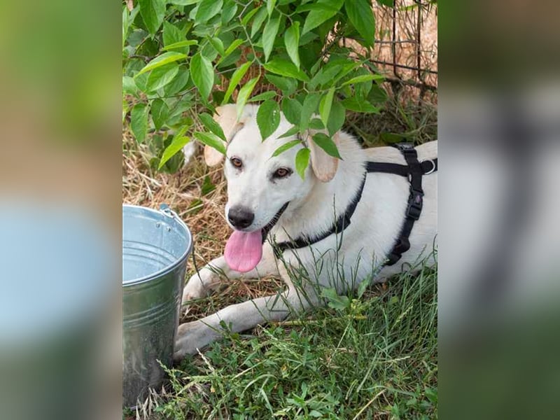 Hoshi – will seine Jugend nicht im Tierheim absitzen