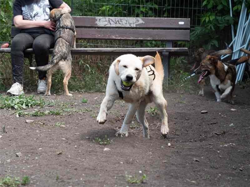 Hoshi – will seine Jugend nicht im Tierheim absitzen
