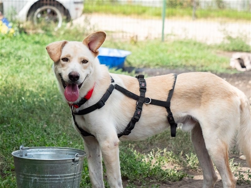 Hoshi – will seine Jugend nicht im Tierheim absitzen