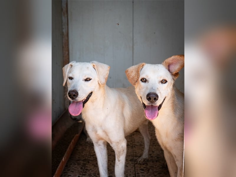 Hoshi – will seine Jugend nicht im Tierheim absitzen
