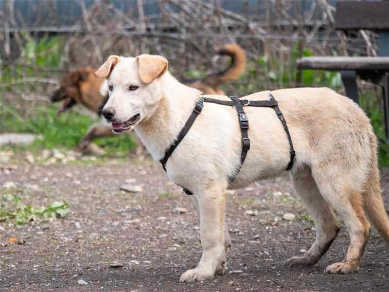 Hoshi – will seine Jugend nicht im Tierheim absitzen