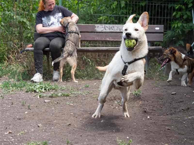 Hoshi – will seine Jugend nicht im Tierheim absitzen