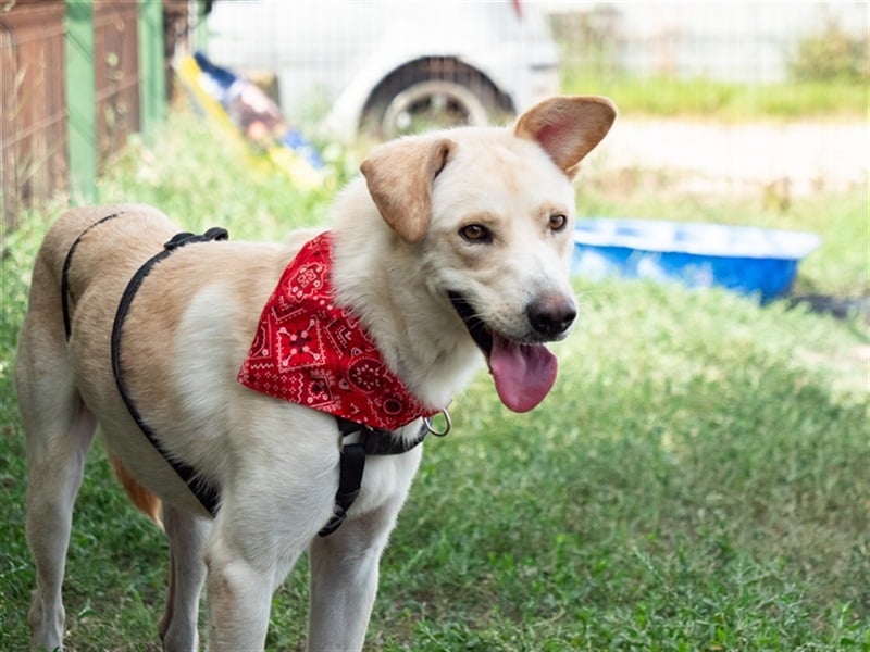 Hoshi – will seine Jugend nicht im Tierheim absitzen