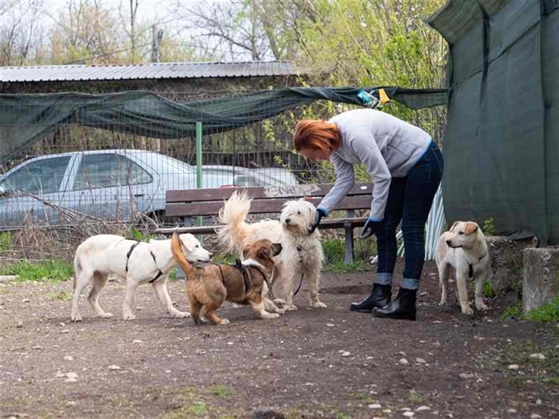 Hoshi – will seine Jugend nicht im Tierheim absitzen