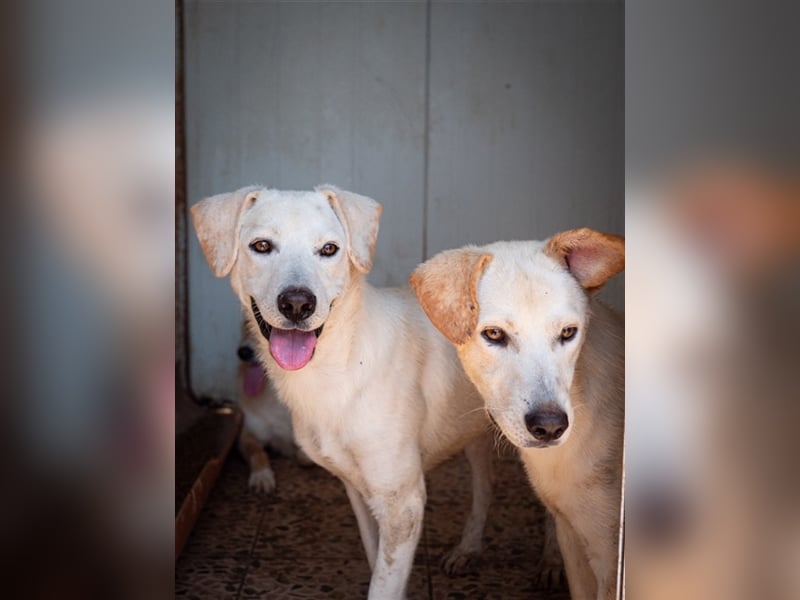 Hoshi – will seine Jugend nicht im Tierheim absitzen