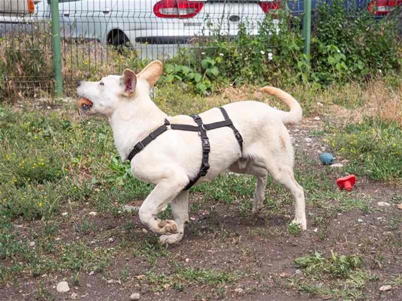 Hoshi – will seine Jugend nicht im Tierheim absitzen