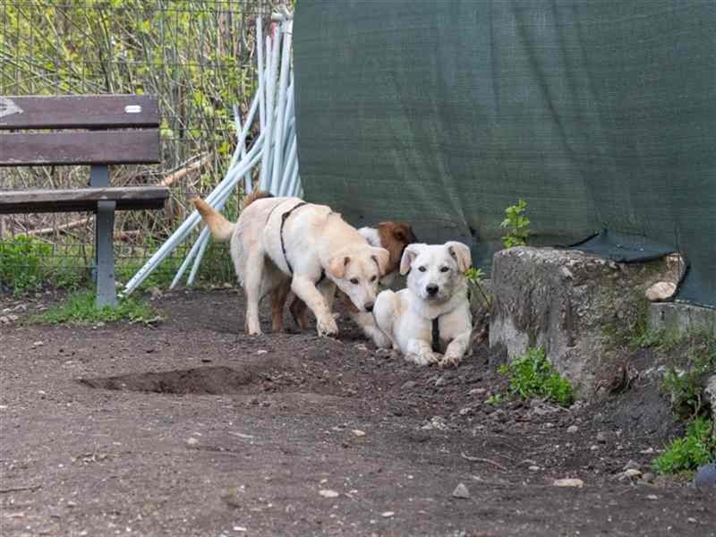Hoshi – will seine Jugend nicht im Tierheim absitzen