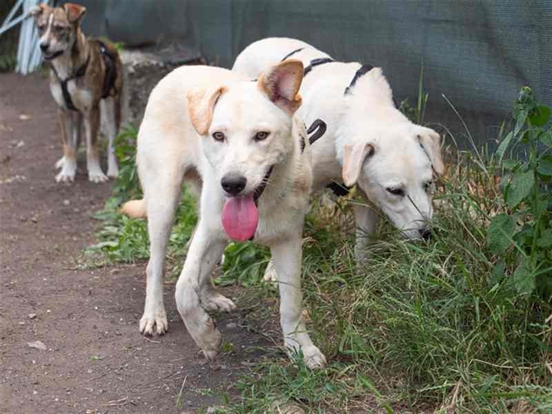 Hoshi – will seine Jugend nicht im Tierheim absitzen
