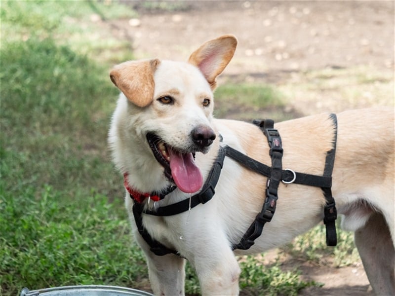 Hoshi – will seine Jugend nicht im Tierheim absitzen