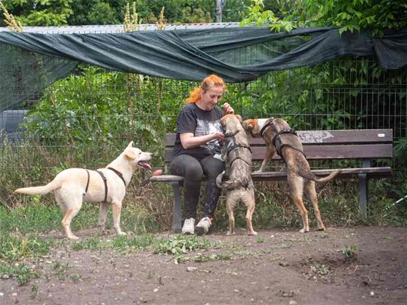 Hoshi – will seine Jugend nicht im Tierheim absitzen