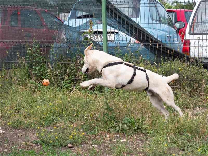 Hoshi – will seine Jugend nicht im Tierheim absitzen