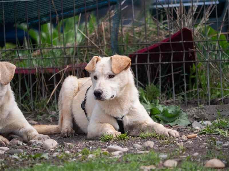 Hoshi – will seine Jugend nicht im Tierheim absitzen