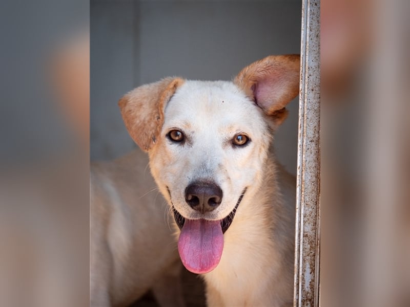 Hoshi – will seine Jugend nicht im Tierheim absitzen
