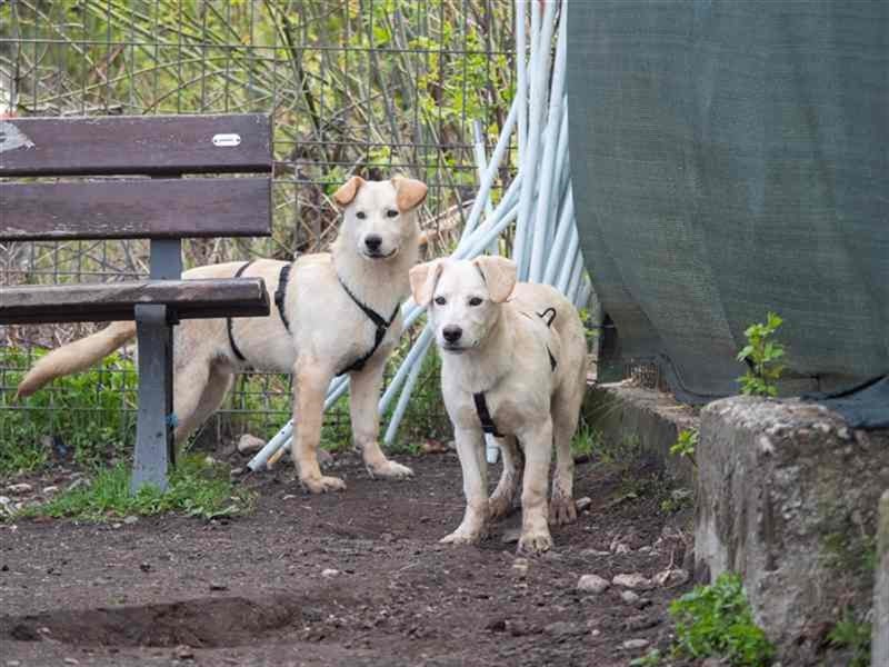 Hoshi – will seine Jugend nicht im Tierheim absitzen