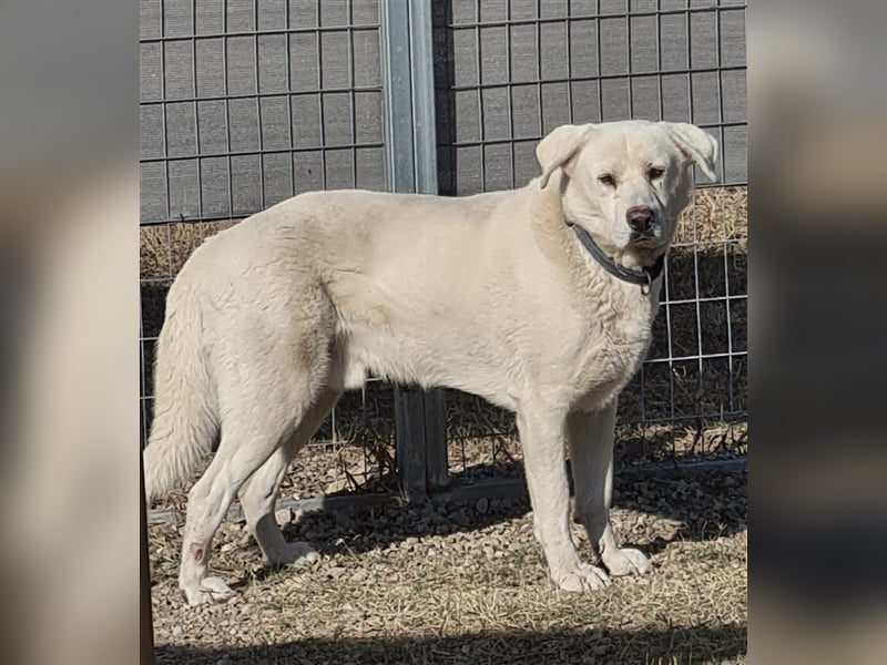 Teo - erfahrenes Zuhause gesucht